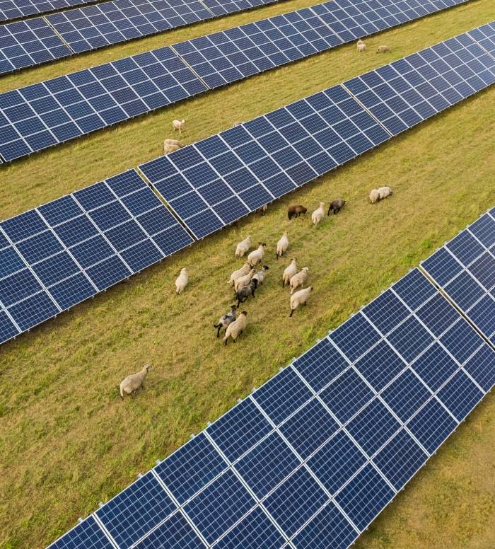 Picture showing sheep's by solar panels