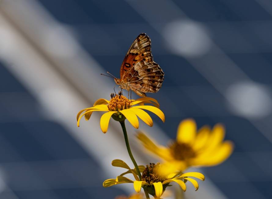 Picture of a butterfly on a yellow flower